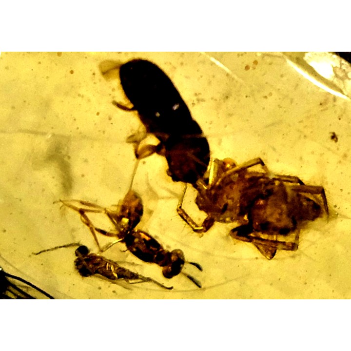 Copal: Coléoptères, Araignée, Hyménoptère- Pliocène à holocène - Antsiranana, Madagascar