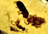 insect: Coléoptères, Araignée, Hyménoptère