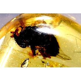 insect: Diptère (mouche)