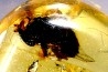 insect: Diptère (mouche)