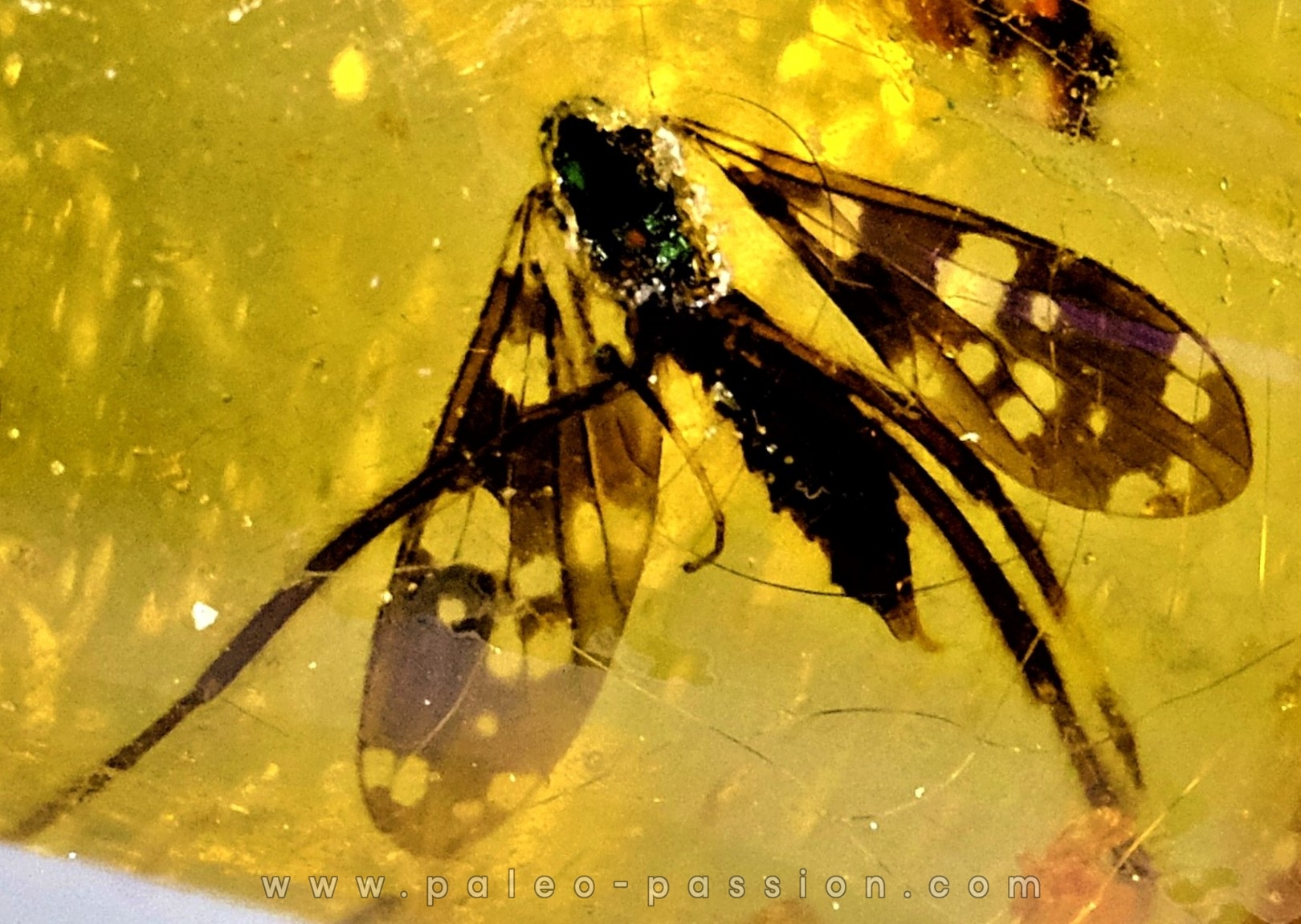 insect: Diptères (Tipulidae)