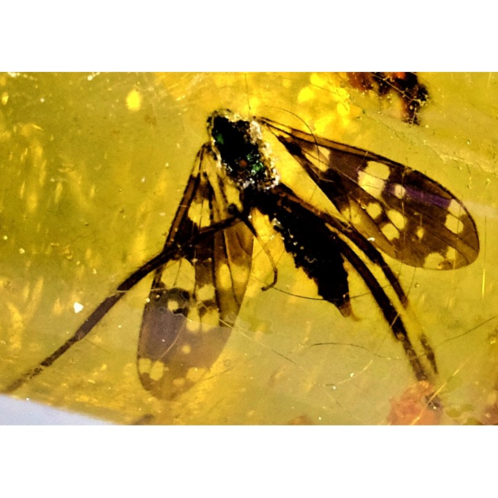 insect: Diptères (Tipulidae)