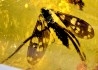 insect: Diptères (Tipulidae)