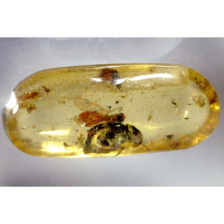 insect: Coléoptère, Araignée, Mouche, Fourmi