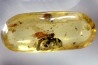 Copal: Coléoptère, Araignée, Mouche, Fourmi  - Pliocène à holocène - Antsiranana, Madagascar