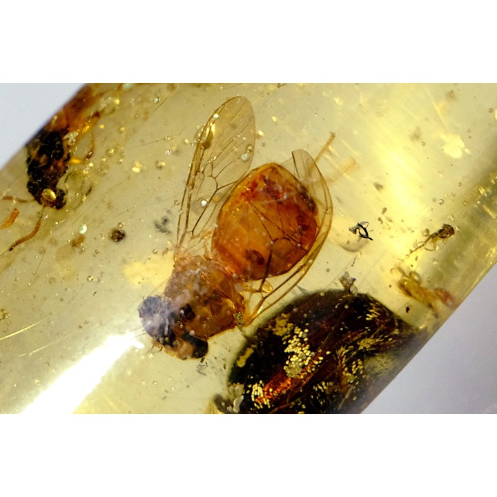 insect: Coléoptère, Araignée, Mouche, Fourmi