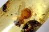 Copal: Coléoptère, Araignée, Mouche, Fourmi  - Pliocène à holocène - Antsiranana, Madagascar