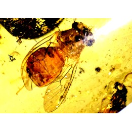 insect: Coléoptère, Araignée, Mouche, Fourmi