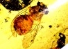 Copal: Coléoptère, Araignée, Mouche, Fourmi  - Pliocène à holocène - Antsiranana, Madagascar