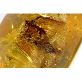 Copal: Cicadidae - Pliocène à holocène - Antsiranana, Madagascar