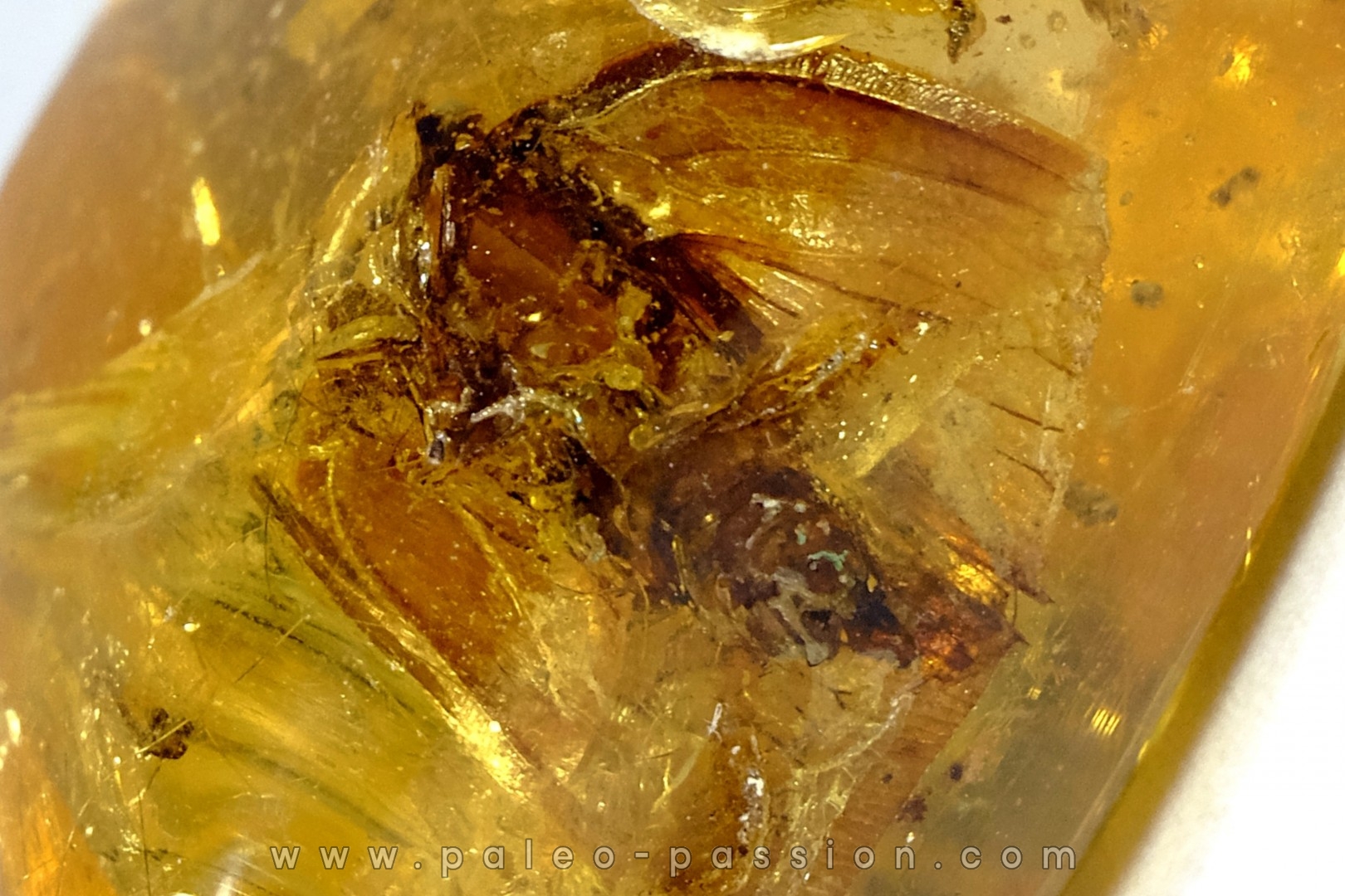 insect: Cicadidae