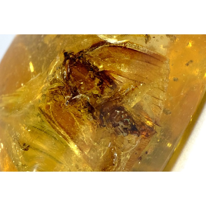insect: Cicadidae