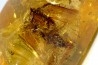 Copal: Cicadidae - Pliocène à holocène - Antsiranana, Madagascar