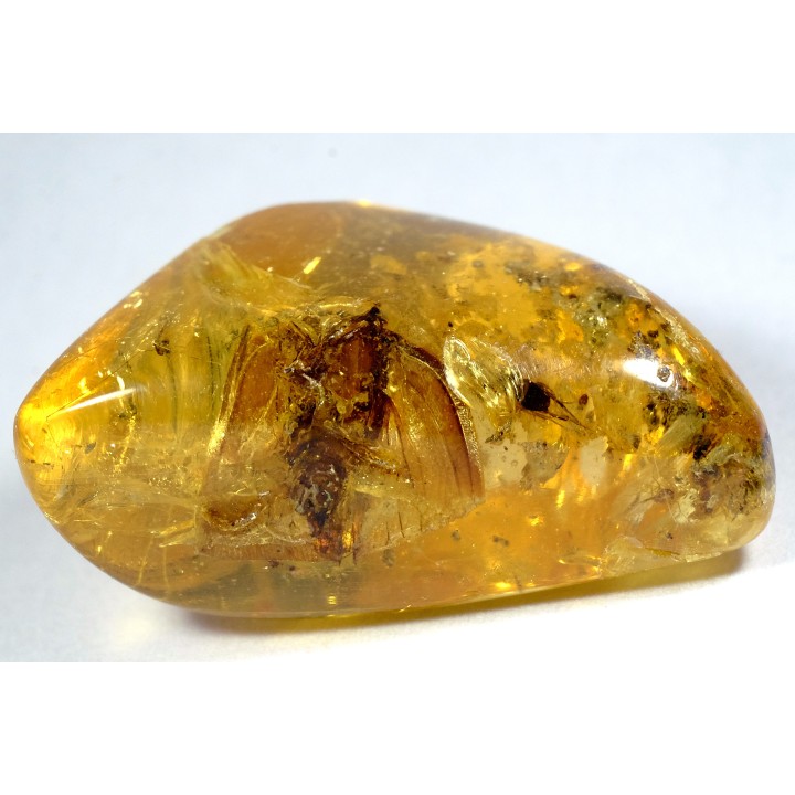 insect: Cicadidae