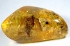 Copal: Cicadidae - Pliocène à holocène - Antsiranana, Madagascar