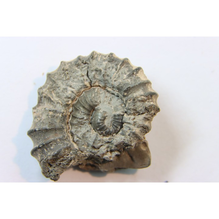 rare ammonite Jouaniceras sicardi - Santonien - Sougraine  -France