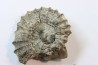 rare heteromorph ammonite Jouaniceras sicardi - Santonian - Sougraine, 11 -France