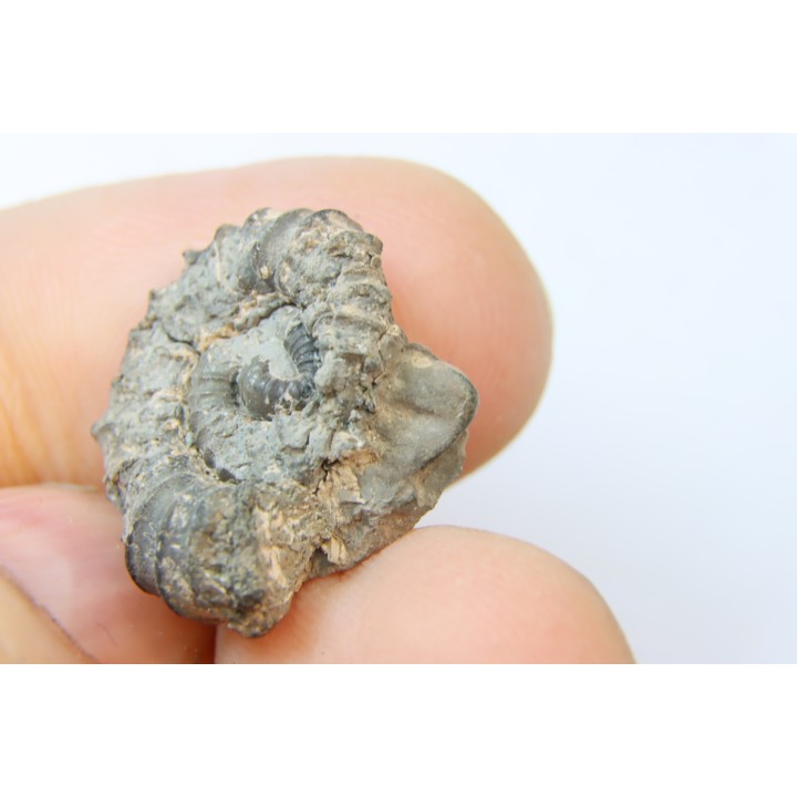 rare heteromorph ammonite Jouaniceras sicardi - Santonian - Sougraine, 11 -France