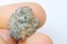 rare heteromorph ammonite Jouaniceras sicardi - Santonian - Sougraine, 11 -France