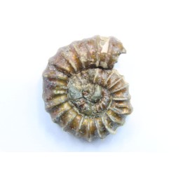 rare ammonite Jouaniceras sicardi - Santonien - Sougraine  -France
