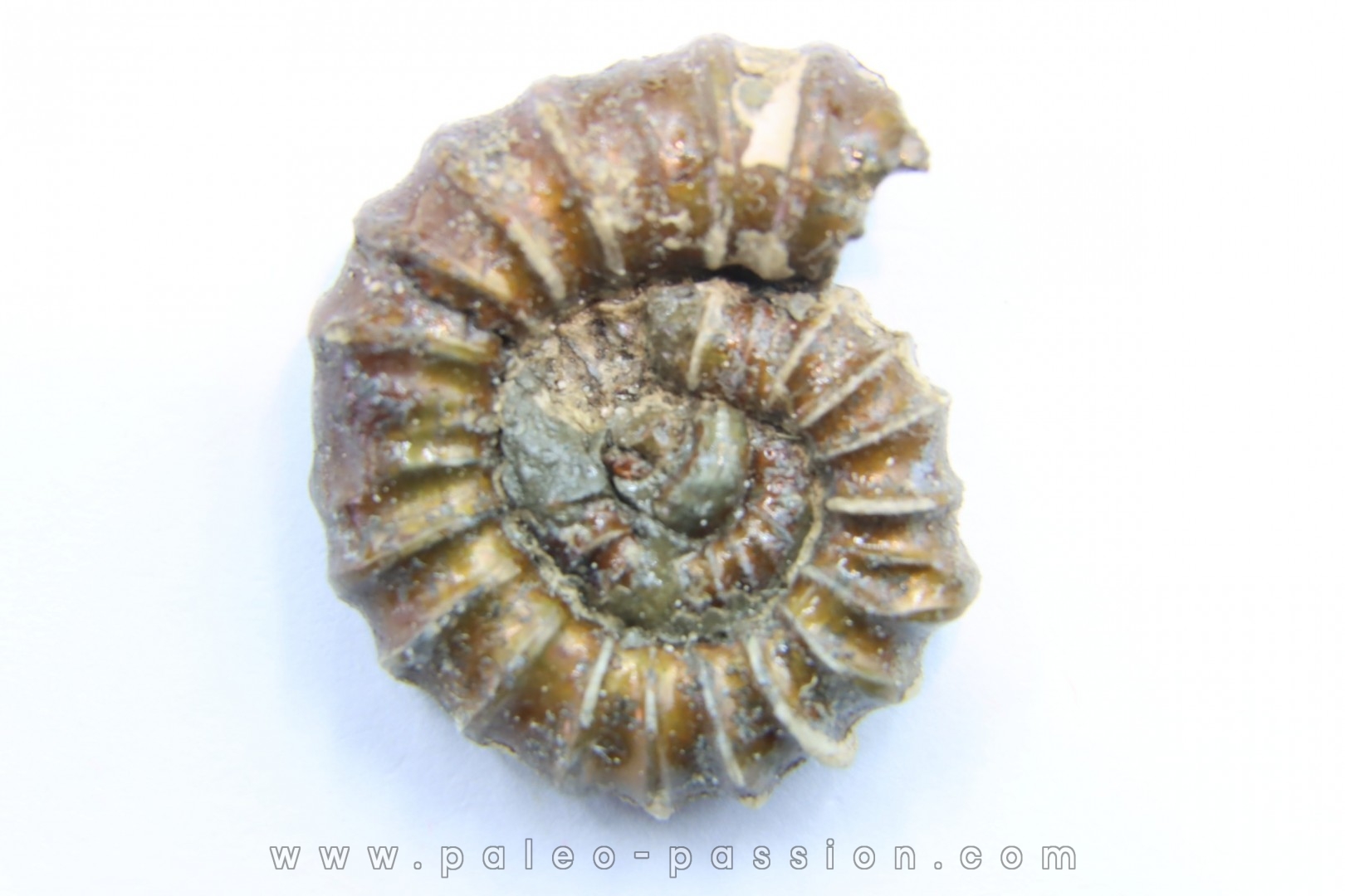 rare heteromorph ammonite Jouaniceras sicardi - Santonian - Sougraine, 11 -France