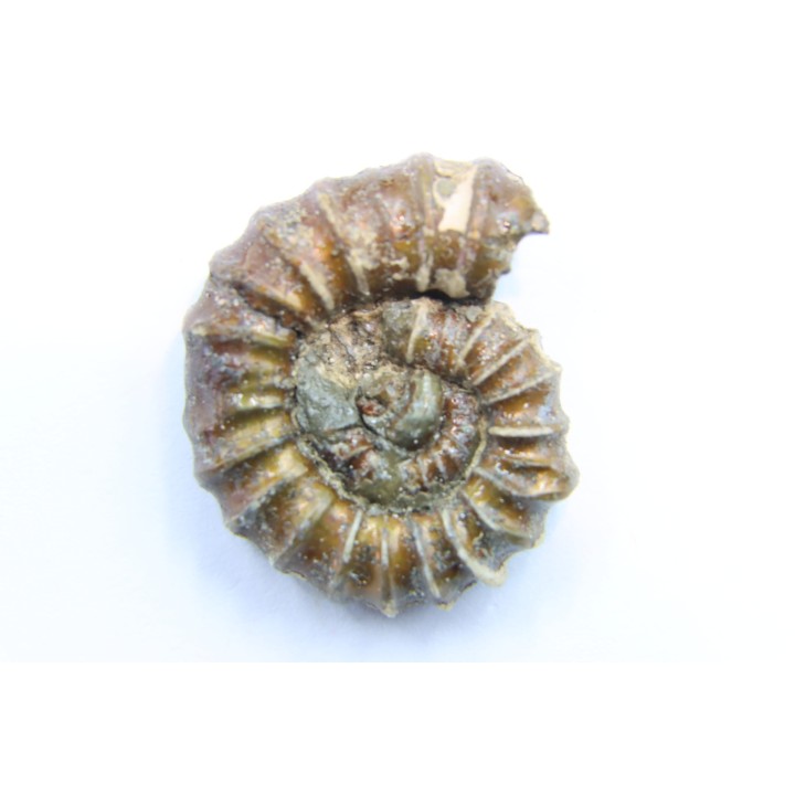 rare ammonite Jouaniceras sicardi - Santonien - Sougraine  -France