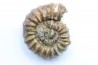 rare ammonite Jouaniceras sicardi - Santonien - Sougraine  -France