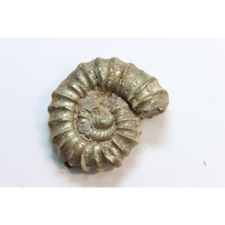 rare heteromorph ammonite Jouaniceras sicardi - Santonian - Sougraine, 11 -France