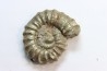 rare heteromorph ammonite Jouaniceras sicardi - Santonian - Sougraine, 11 -France