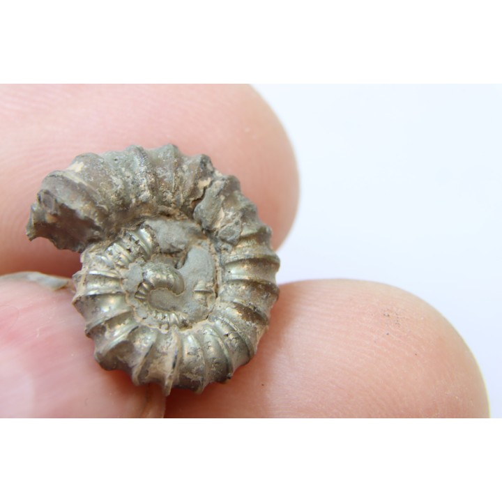 rare heteromorph ammonite Jouaniceras sicardi - Santonian - Sougraine, 11 -France