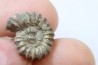 rare ammonite Jouaniceras sicardi - Santonien - Sougraine  -France