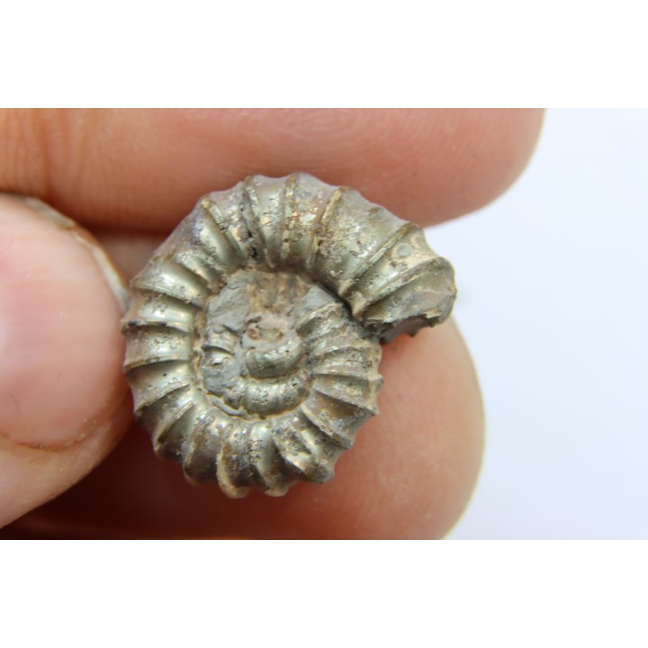 rare ammonite Jouaniceras sicardi - Santonien - Sougraine  -France