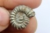 rare heteromorph ammonite Jouaniceras sicardi - Santonian - Sougraine, 11 -France