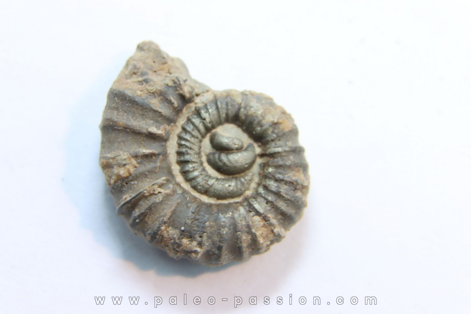 rare heteromorph ammonite Jouaniceras sicardi - Santonian - Sougraine, 11 -France
