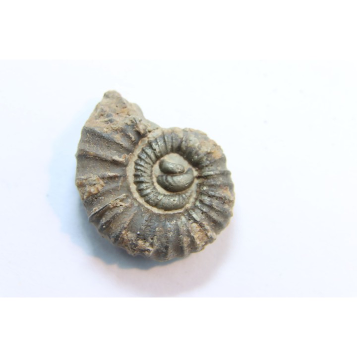 rare heteromorph ammonite Jouaniceras sicardi - Santonian - Sougraine, 11 -France