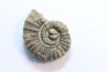 rare ammonite Jouaniceras sicardi - Santonien - Sougraine  -France