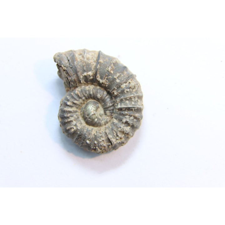 rare ammonite Jouaniceras sicardi - Santonien - Sougraine  -France