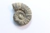 rare ammonite Jouaniceras sicardi - Santonien - Sougraine  -France