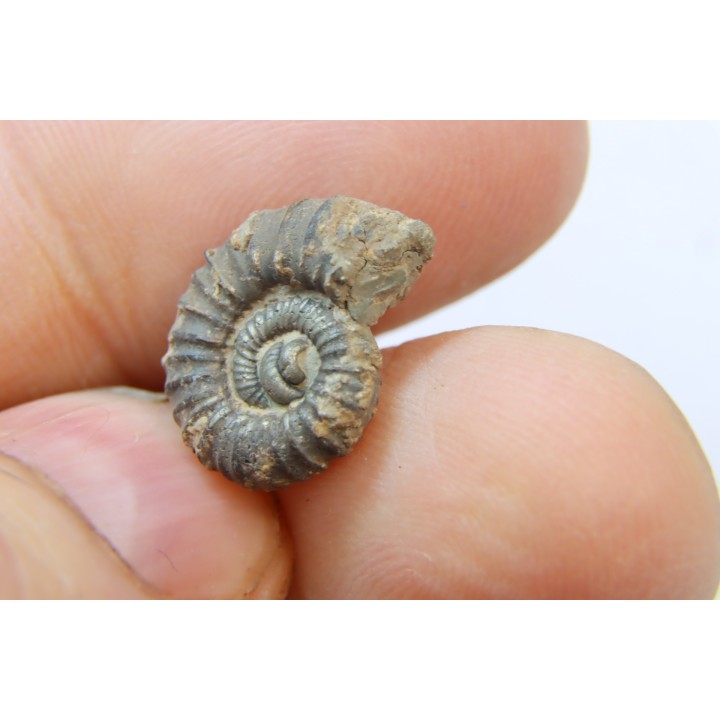 rare ammonite Jouaniceras sicardi - Santonien - Sougraine  -France