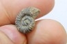 rare ammonite Jouaniceras sicardi - Santonien - Sougraine  -France