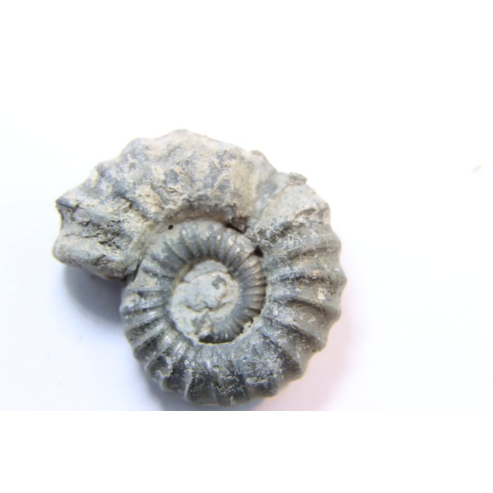 rare ammonite Jouaniceras sicardi - Santonien - Sougraine  -France