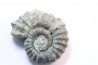 rare heteromorph ammonite Jouaniceras sicardi - Santonian - Sougraine, 11 -France