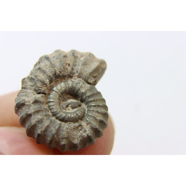 rare ammonite Jouaniceras sicardi - Santonien - Sougraine  -France