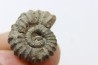 rare heteromorph ammonite Jouaniceras sicardi - Santonian - Sougraine, 11 -France
