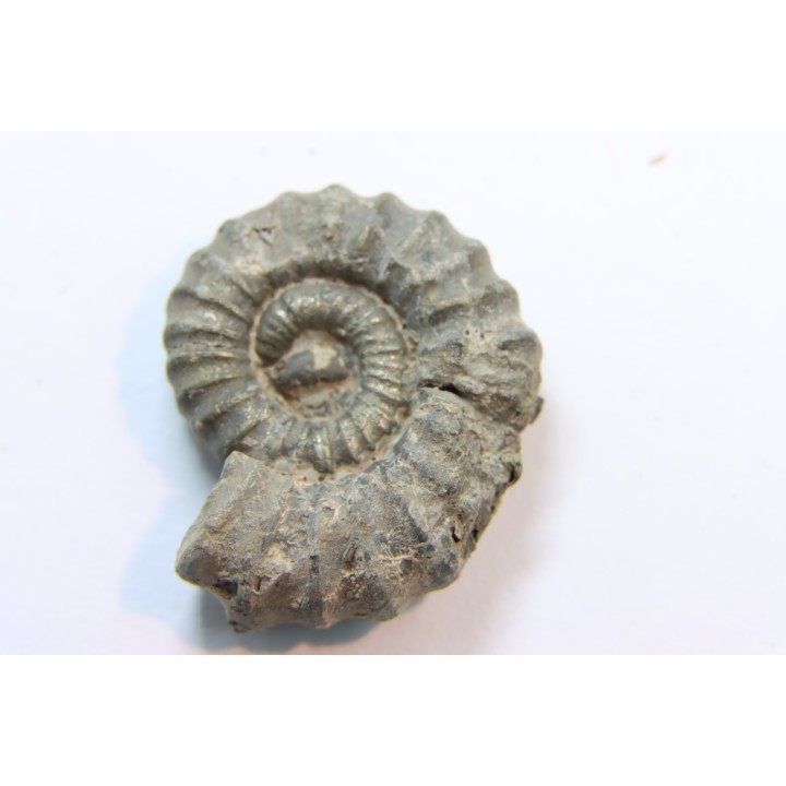 rare heteromorph ammonite Jouaniceras sicardi - Santonian - Sougraine, 11 -France