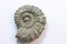 rare heteromorph ammonite Jouaniceras sicardi - Santonian - Sougraine, 11 -France