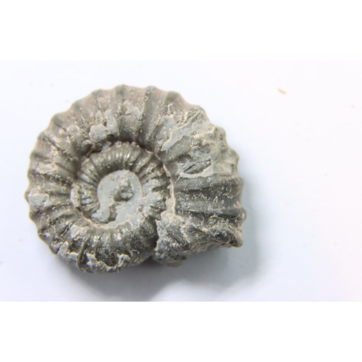 rare ammonite Jouaniceras sicardi - Santonien - Sougraine  -France