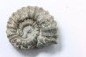 rare ammonite Jouaniceras sicardi - Santonien - Sougraine  -France