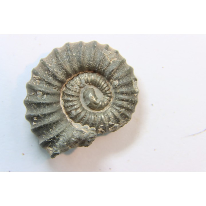 rare heteromorph ammonite Jouaniceras sicardi - Santonian - Sougraine, 11 -France