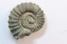 rare ammonite Jouaniceras sicardi - Santonien - Sougraine  -France